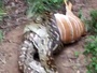 Python eating Deer