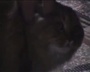 Самое прикольное видео NONONONO Cat говорящий кот