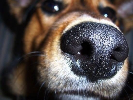 Отпечаток носа собаки уникален