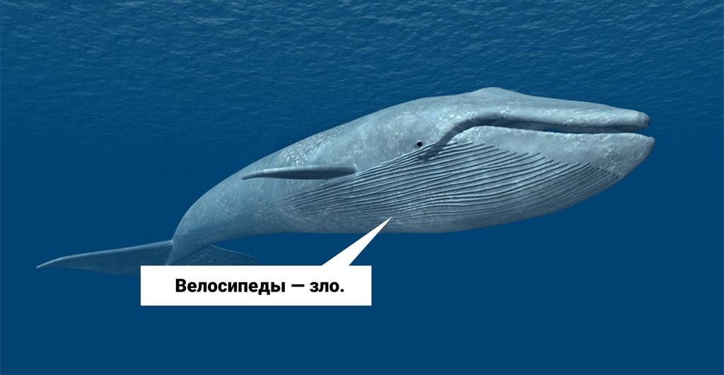 Как Срут Киты