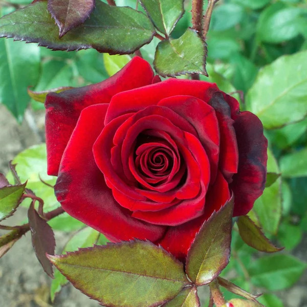 Buy-Rose-Plants-ManBhawan-Nursery