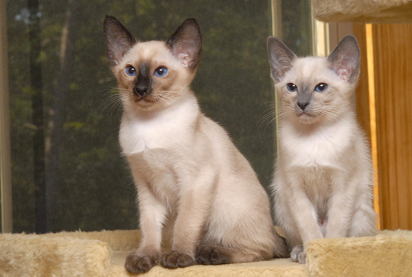 siamese-kitten