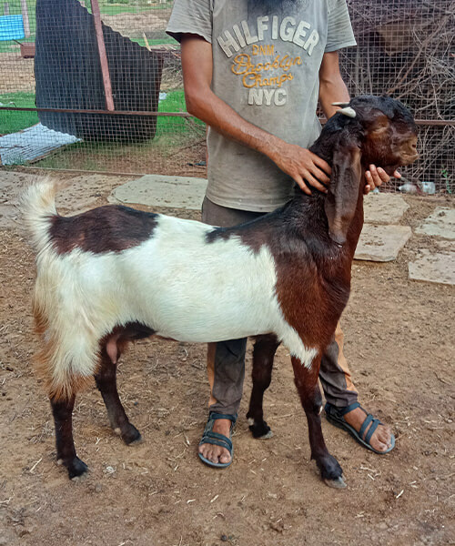 Goat-pet
