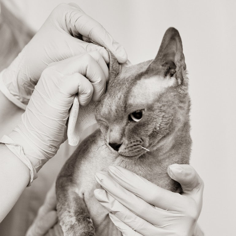Cat_Wipes_Deodorizers
