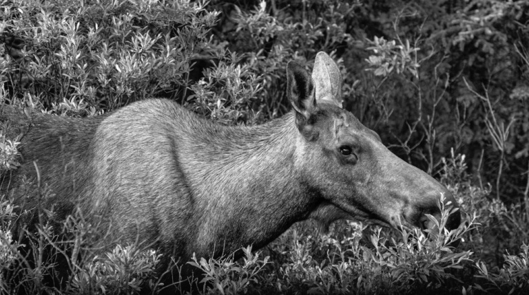 AMunching-Moose-BW-pano-768x429-20260913-222520